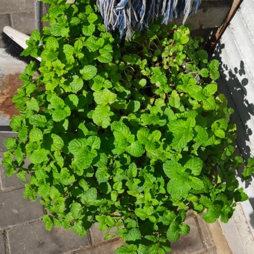 Semi di menta marocchina - giardino balcone esotiche 850pcs
