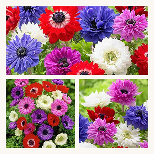 Anemone St Brigid x 30 Flower Bulbs/Corms. Pretty Mixed Flowers.
