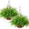 LOMOHOO Planta Artificial Colgante con Cesta, 2PCS Plantas Artificiales Colgantes como Helecho Real Plantas Artificiales Boston Plantas Artificiales balcón Decoración Exterior para jardín balcón
