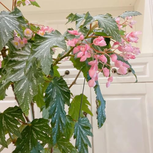begonia decoración de balcones perennes resistentes al aire libre jardín de interior semillas oficina interior 250pcs