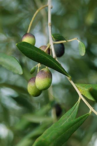 Pianta di Ulivo Albero di Olivo varietà Peranzana Età 2 anni Pianta da esterno di Ulivo o Olea Europea Pianta vera da mangiare di Ulivo o Olivo venduta da eGarden.store