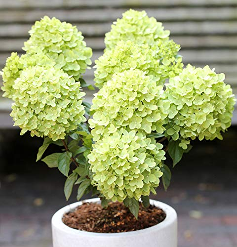 Rispenhortensie Candle Light® 40-60cm - Hydrangea paniculata - lebende Gartenpflanze aus den Baumschulen