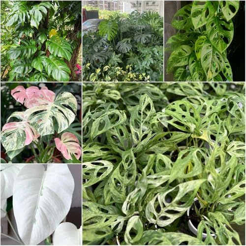 semillas de monstera trepadoras resistentes balcón verdes para exterior, sala de estar oficina 250pcs