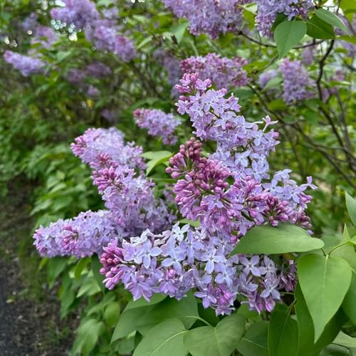 semi di lillà resistenti - aiuola rialzata perenni 400pcs