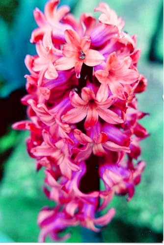 Hyacinthus Bulbi -Freschi- Compatti,Robusti, Naturali, Vitali-10 Bulbi-E