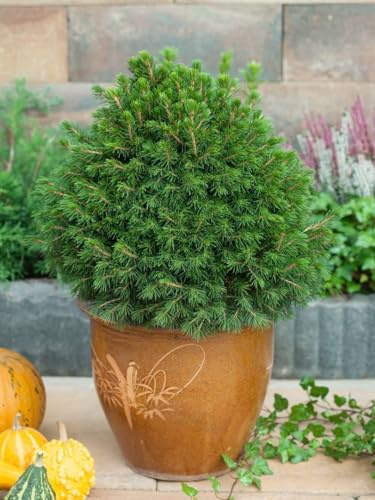 Zwergfichte Picea abies Tompa 20-25 cm Konifere winterhart immergrün | Kompakter Wuchs, ideal für Steingarten und Kübel, sonnig bis halbschattig, robust, langsam wachsend
