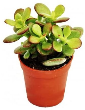 Crassula Ovata Natural Planta Crassa Ideal para Decorar el Hogar