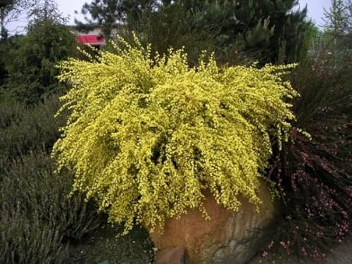 Cytisus praecox Allgold - Ginster Allgold - 40-60