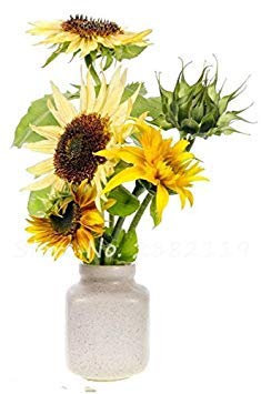 Graines de tournesol nain pour bonsaï, graines de tournesol nain pour intérieur et extérieur, mini plante de balcon si belle et rare Paquet de 100 graines