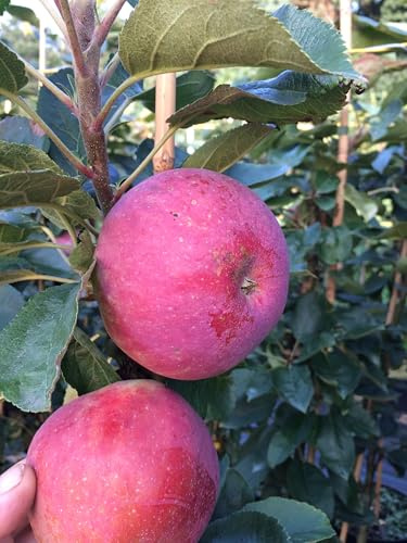 Säulenapfel Anita, Säulen Apfelbaum ca 120 cm, Яблоня колоновидная Анита