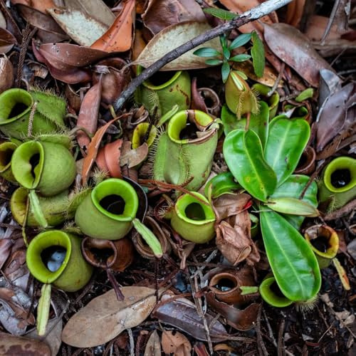 nepenthes-kannenpflanze fleischfressende kletterpflanzen winterhart, bio topfpflanzen draußen winterhart steingartenpflanzen 300samen