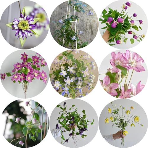 rizoma de clemátide - de interior y suministros jardineríabalcón, decorativas en maceta, cubresuelos, resistentes, 5bulbos
