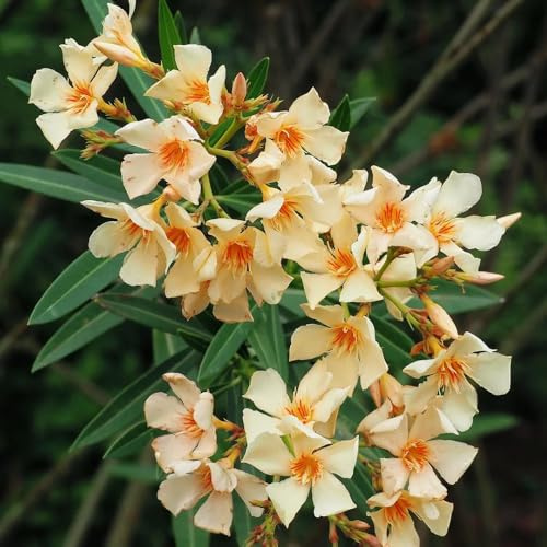 semi di oleandro resistenti - balcone perenni, giardino interno 15pcs
