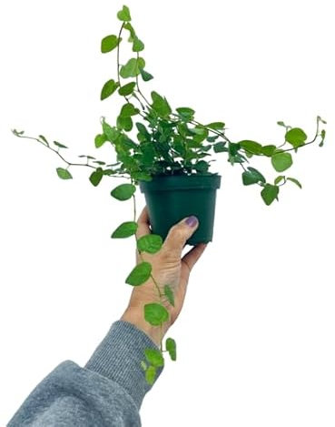 Ficus Pumila Natural Higuera Trepadora de Fácil Cuidado y Poco Riego