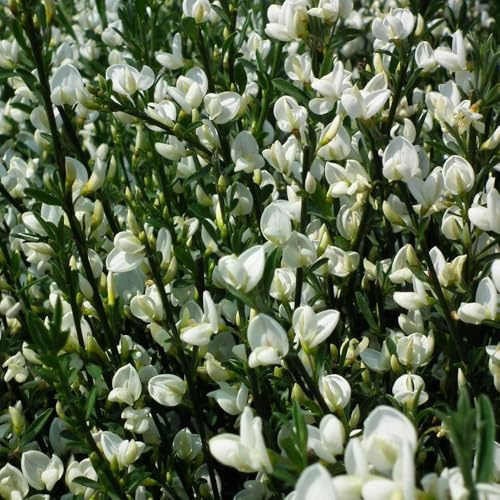 semillas de retama jardineros de semillas con, resistentes ornamentales raros, resistentes al invierno. verano silvestres exótico 350pcs
