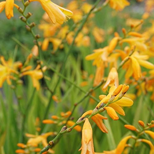 Blumixx Stauden Crocosmia 'George Davidson' – Gelbe Montbretie, mehrjährig, Staude für Beet & Garten, bienenfreundlich