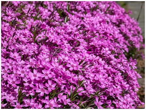 Stauden Gänge 10 x Phlox subulata 'Zwergenteppich' Zwerg Polster winterhart | Winterharter Bodendecker für Sonne, Blüte April bis Mai, mehrjährig, 9x9 cm Topf
