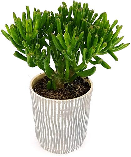 POWERS TO FLOWERS - CRASSULA OVATA HOBBIT ALBERO DI GIADA, IN VASO CERAMICA A RIGHE GRIGIO-BIANCO, pianta vera