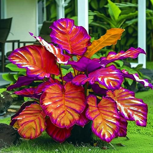 Eleganz Elefantenohr-Rhizom, Winterhart Mehrjährig, Pflegeleicht, Kein Gießen erforderlich, Schnell-Wachsend, Atemberaubende Gartendekoration-3 Rhizom-H