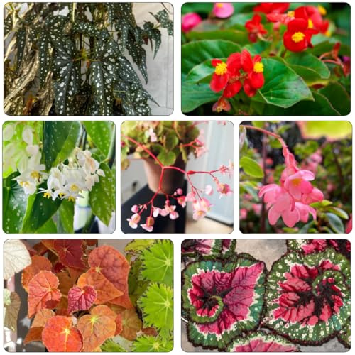 begonie semi di serra da balcone semi selvatici, semina autunno perenni perenni resistenti, lunghi arbusto farfalle 750pcs