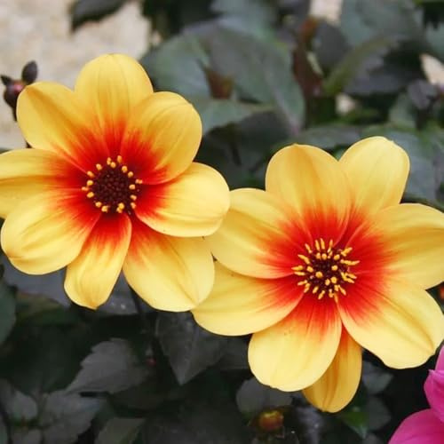 I tuberi di dalia sono resistenti all'inverno, Decorazione, primaverili selvatici 2pcs