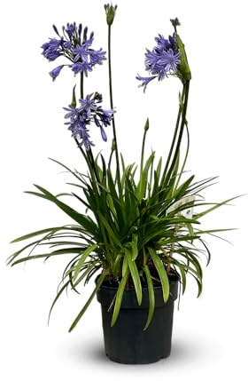 Attitude Jardin - Agapanthe - agapanthus africanus - plante méditerranéenne - 60-70 cm - ⌀ 19 cm - plante d'extérieur - fleur bleue