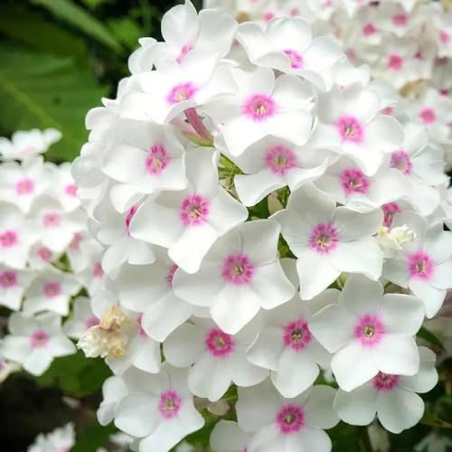 Phlox de alfombra - flox subulata jardín de decorativa 1500semillas