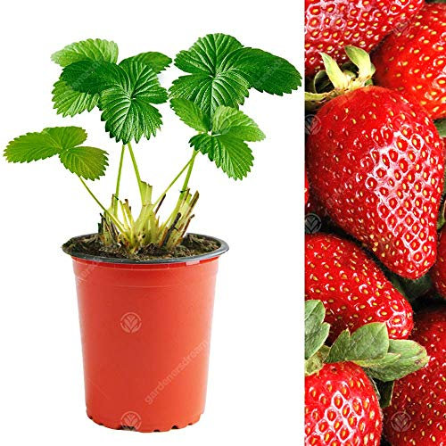 Strawberry 'Sweetheart' Fast Growing Garden Bush Fruit Plants | 9cm Pot (5 Plants)