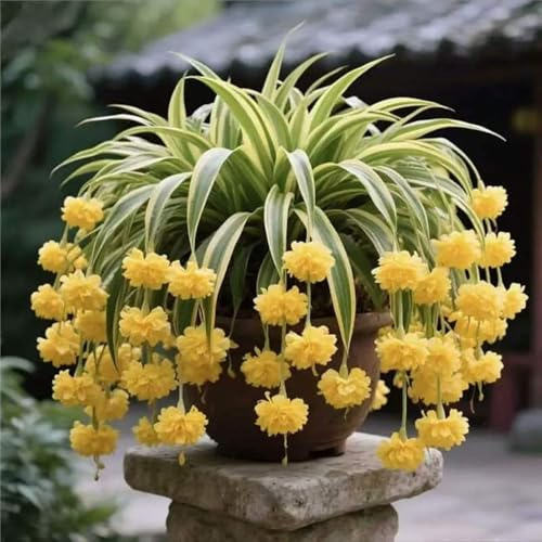 ragno - Chlorophytum comosum giardino ufficio di coperto 3piante