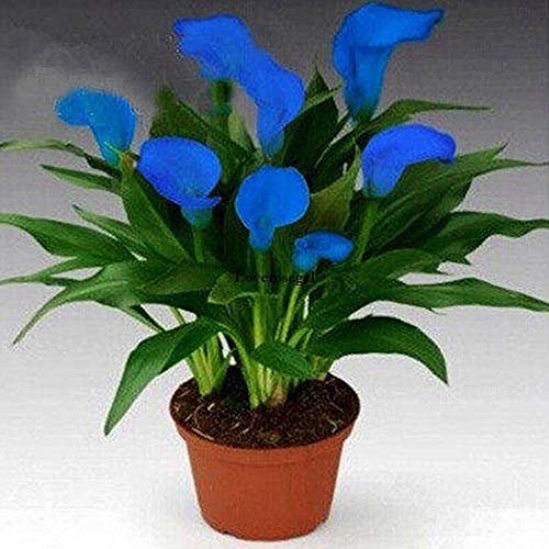 Portal Cool 17: Les vraies ampoules Calla Lily Les ampoules Calla Les lys calla non