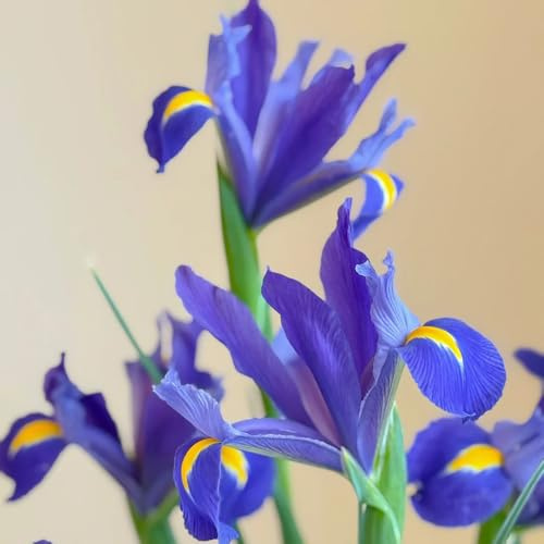 Semillas de iris, Iris tectorum, balcón resistentes Los lirios, perennes resistentes. Las de jardín 500pcs