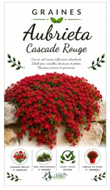500 graines d'aubrieta cascade royal red - aubriète rouge intense pour muret et rocaille
