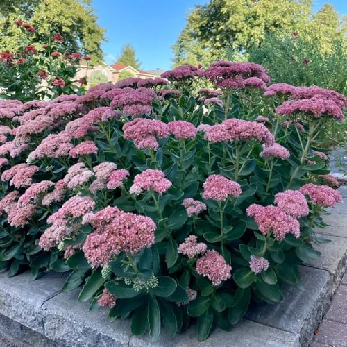 fetthenne herbstblumen zimmerpflanzen Zierblumen Duftend Hylotelephium erythrostictum schattenpflanzen wildblumensamen einfacher Anbau Seltene Serie 200samen