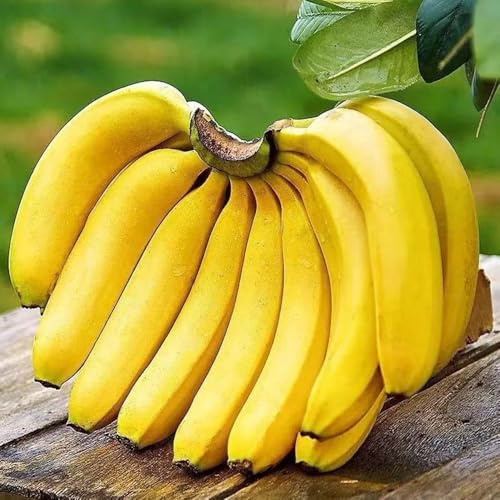 Bananenpflanze, Bananensamen, obstbäume säulenobstbäume obstbaum alte sorten gartenpflanzen winterhart bio 400Samen