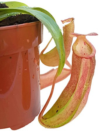 Fangblatt - Nepenthes XLinda - sehr schöne Kannenpflanze - faszinierende fleischfressende Pflanze, welche als Einsteiger Karnivore geeignet ist