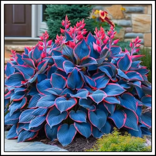 Bulbi di hosta/miste/Radici selezionate di hosta/resistenti al freddo e alla siccità/adatte per la decorazione di giardini e balconi【NVNJHJN】-4 Rizoma-D