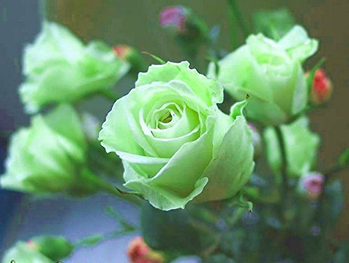 15 graines - Rose grimpante Vert Rare