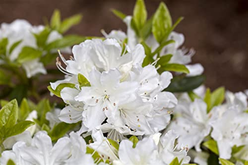 Rhododendron obtusum 'Palestrina' 20-25 cm – Winterhart, Immergrün, Mehrjährig – Azalee – Zierstrauch für Garten & Kübel