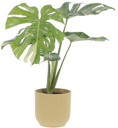 KENTIS - Monstera Thai Constellation - Piante Rare da Interno Ornamentali - Pianta Vera da Appartamento Purifica Aria - H 60/70 cm Vaso Ø 17 cm
