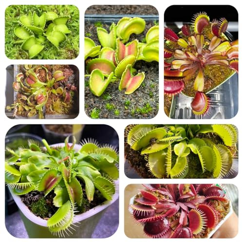semi di acchiappamosche venere, aiuola rialzata da giardino perenni resistenti, roccioso, 150pcs