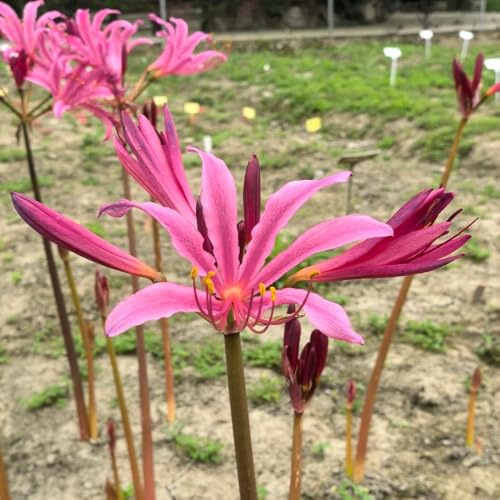 Bulbos de lirio araña, Lycoris radiata perennes resistentes invierno cubren el suelo 8pcs