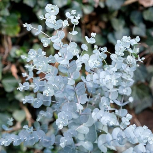 Eucalipto azura Eucalyptus gunnii Azura pianta in vaso ø19 cm h 40/50 cm FOTO REALI Vivaio di Castelletto