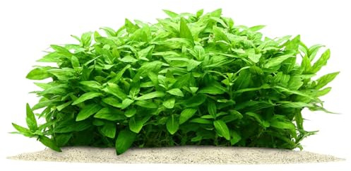 Aquasabi - Staurogyne repens - Kriechende Staurogyne - in Vitro XL 8,5 cm - Mittelgrund Wasserpflanze für Aquarium - in Vitro Aquarienpflanze - Aquascaping
