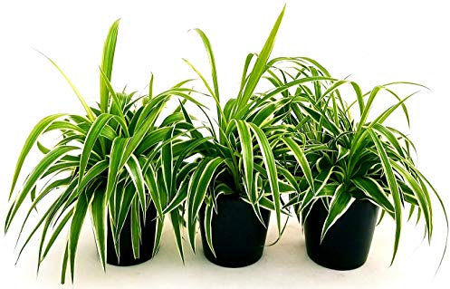 POWERS TO FLOWERS - CHLOROPHYTUM, FALANGIO 3 PIANTE, vaso 12cm, piante vere