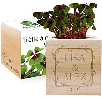 Amikado - Ecocube gravé cadre fleur (Trèfle à 4 feuilles) - Plantes dans Un Cube en Bois - 100% Eco Friendly - idée Cadeau Durable