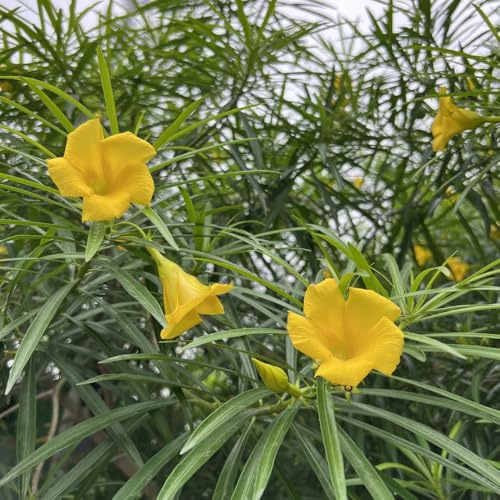 semi di oleandro - appartamento decorazione da giardino per esterni per perenni aiuole rialzate 10pcs