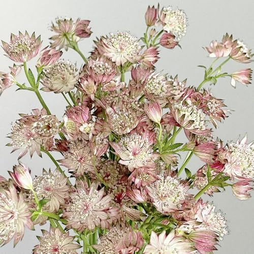 semi di astrantia stella ombrella resistenti all'esterno, balcone di ombrella stellata copertura del terreno, perenne da ombra, recisi 85pcs