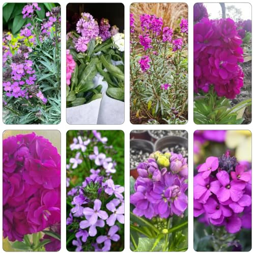 semi di lacca dorata - Erysimum cheiri perenni resistenti silvestri di balcone giardino interno semi perenni silvestri resistenti 15pcs