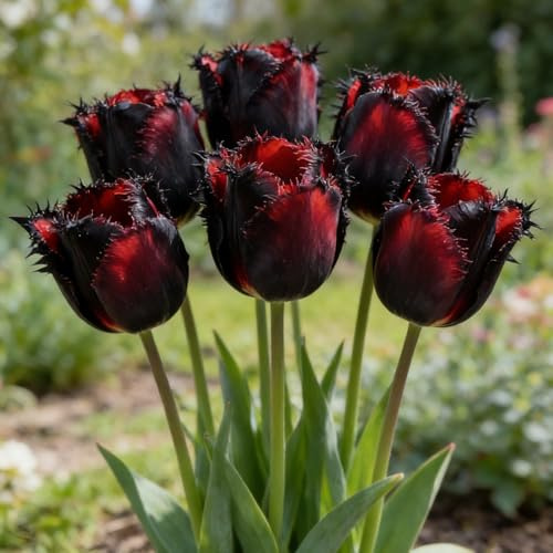 Winterharte Mehrjährige Tulpen - Bunte Mischung für atemberaubende Topf- & Gartenlandschaften, Heimdekoration-4 Rhizome-D