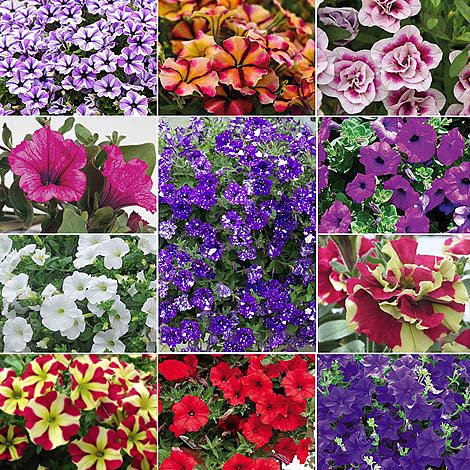 Nurseryman’s Choice Petunia Garden Plant Half-Hardy Perennial Flowering Garden Plants Easy to Grow Your Own 10x Posti Plug Plant by Thompson and Morgan (10)